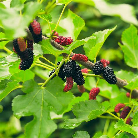 everbearing mulberry tree for sale.